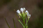 Watercress